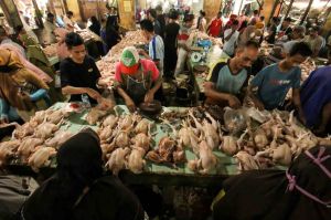 Harga Daging Ayam Masih Tinggi