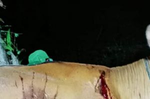 Harimau Masuk Pemukiman dan Serang Ternak Warga