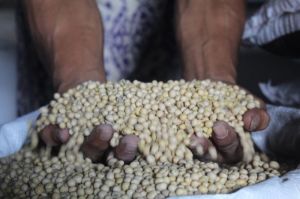 Harga Kedelai Naik, Nasib Perajin Tempe Merubah Ukuran Sulit Dijual 