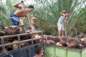 Harga CPO dan Sawit Merosot Lagi