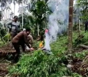 Aparat Gabungan Temukan 40,3 Ton Ganja di Lahan 6,28 Hektare