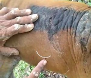 Ternak Warga Lopak Aur Mati Diduga Diterkam Harimau