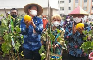 Urban Farming, Tanam Melon di Atap Apartemen
