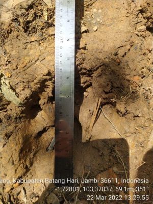 BKSDA : Warga Diminta Waspada Saat ke Kebun