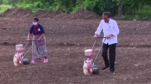 Presiden Harapkan Lahan Baru Penanaman Jagung Terus Bertambah