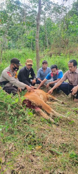 Teror Harimau Berlanjut, Sapi Warga Dimangsa