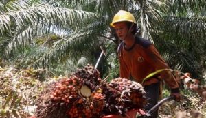 Guru Besar: Saatnya Minyak Sawit Masuk ke Pasar Eropa