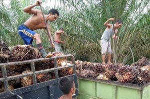 Harga CPO di Jambi Naik Rp281 Per Kilogram