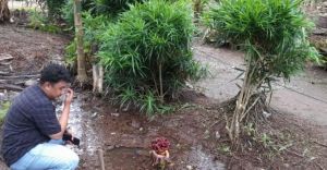 Bunga Bangkai Tumbuh di Pekarangan Rumah Ketua RT Kuala Betara