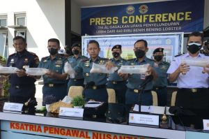 TNI AL Gagalkan Penyelundupan Sebanyak 466.000 Benur Lobster