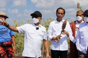 Moeldoko: Sorgum Jadi Alternatif Pangan Aman Bagi Kesehatan
