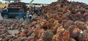 Pabrik Beli Sawit Petani Dibawah Harga Standar 