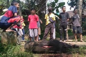 Tiga Warga Desa Luka-Luka Diserang Babi Hutan