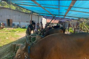 Pemkab Lakukan Pemeriksaan Hewan Kurban yang Masuk