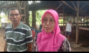 Peternakan Sapi Wo Domen Disemprot Disinfektan