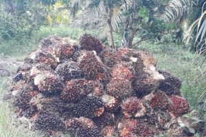 Semua Pabrik Beli Sawit Murah