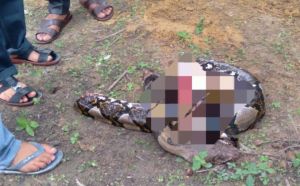 Petani Karet di Tanjab Barat Tewas Ditelan Ular