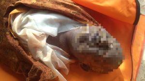 Mayat Pria Tanpa Identitas Ditemukan Mengapung di Desa Pulau Kayu Aro