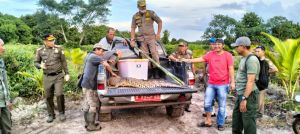 Buaya Sepanjang 2 Meter Ditemukan Mati di Kebun Warga Teluk Dawan