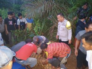 Siswi di Sarolangun Ditemukan Tewas dengan Leher Terluka di Perkebunan Sawit