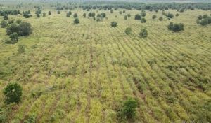 SKK Migas - PetroChina Hijaukan Ratusan Hektare Lahan Gambut dan Hutan Kota
