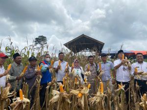 Kelompok Tani Binaan SKK Migas-Pertamina EP Jambi Field Panen Jagung 