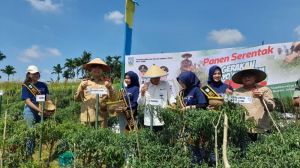 Upaya Kendalikan Inflasi, 4 Ton Cabai Dipanen Serentak di Kota Jambi