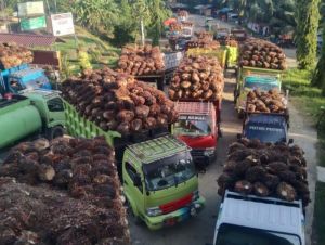 Harga Sawit dan CPO Kembali Turun
