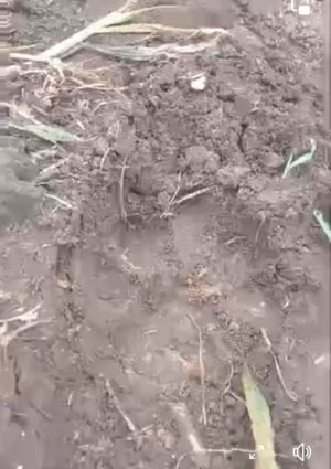 Kemunculan Harimau Resahkan Warga Gunung Raya, Tinggalkan Jejak Kaki