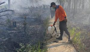 2,5 Hektare Lahan di Rimbo Ilir Terbakar