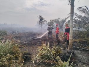 6 Hektare Lahan di Muaro Jambi Terbakar