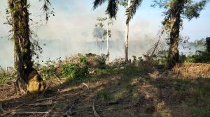 12 Orang Ditetapkan Sebagai Tersangka Pembakaran Lahan