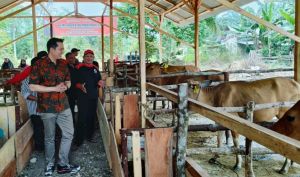 Bantu Puluhan Ekor Bibit Sapi di Tebo, Ihsan: Kita Terus Support Kebutuhan Masyarakat 