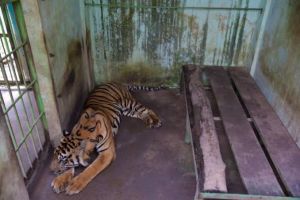 Empat Harimau Mati Dalam Tiga Bulan, Desakan Tutup Medan Zoo Makin Besar
