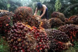 Harga CPO san Sawit Merosot Tajam