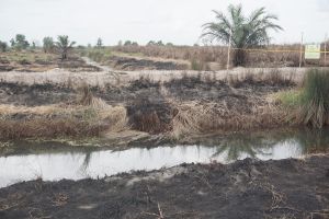 Kebakaran Hutan Jangan Hanya Dilihat Jadi Peristiwa Musiman