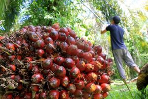 Petani Tersenyum, Harga Sawit Naik Walau Tipis