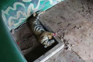 Sempat 28 Hari Dirawat, Harimau Jantan yang Terkena Jerat Akhirnya Mati