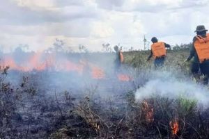 Ini Dia, Tiga Daerah di Jambi Rawan Karhutla