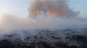 Puluhan Hektare Lahan Gambut di Muarojambi Terbakar