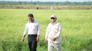Akhir Tahun Ini Indonesia Diperkirakan Capai Swasembada Pangan