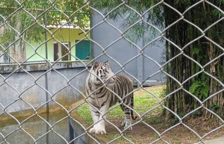 Aden Jelatang dan Mara Pijoan, Dua Koleksi Baru Kebun Binatang Taman Rimba Jambi
