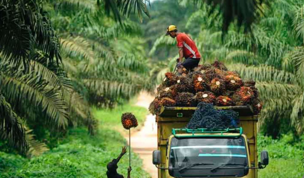Ilustrasi petani saat memanen sawit. 