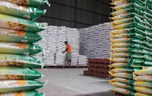 Stok Beras Capai 3,8 Juta Ton, Aman hingga Natal dan Tahun Baru
