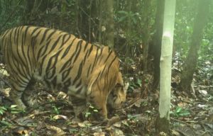 Populasi Harimau Sumatera di Taman Nasional Berbak Berkurang