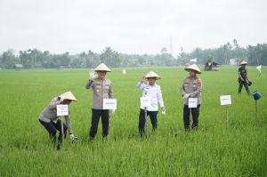 Gubernur Hadiri Tasyakuran Keberhasilan Swasembada Pangan Oleh Presiden Secara Virtual
