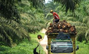 Harga Sawit Jambi Naik Cukup Signifikan 