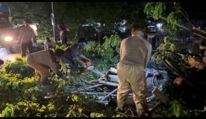 Pohon Tumbang Diterjang Angin Kencang di Jalinsum Ganggu Lalu Lintas, Brimob Bergerak Evakuasi