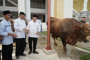 Gubernur Al Haris Serahkan Sapi Kurban Presiden Prabowo Seberat 930 Kilogram di Jambi