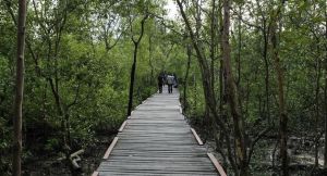 DPRD Desak Pemprov Jambi Siapkan Usulan Pengelolaan Mangrove dan Gambut Terpadu